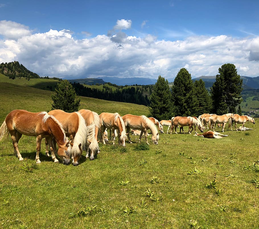 HD wallpaper: italy, zallinger, alps, mountain, nature, horses ...