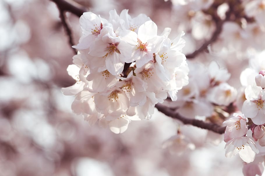 white petaled flowers, flowering plant, fragility, freshness HD wallpaper