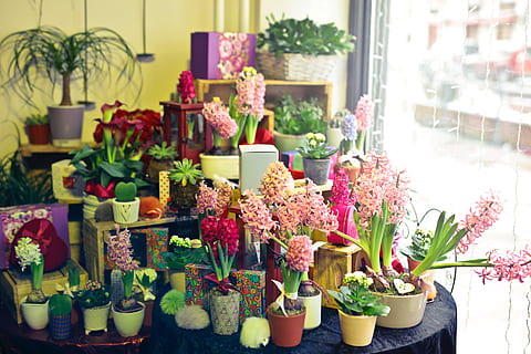 A flower shop display section with variety of flowers and plants on the table during the day time HD wallpaper