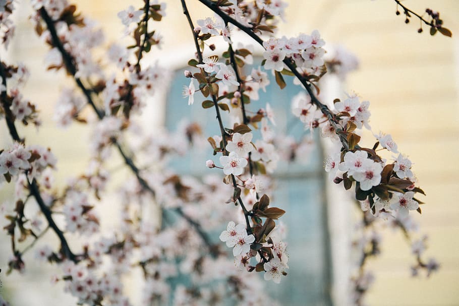 white, blossoms, trees, branches, flowers, garden, nature, outdoors HD wallpaper