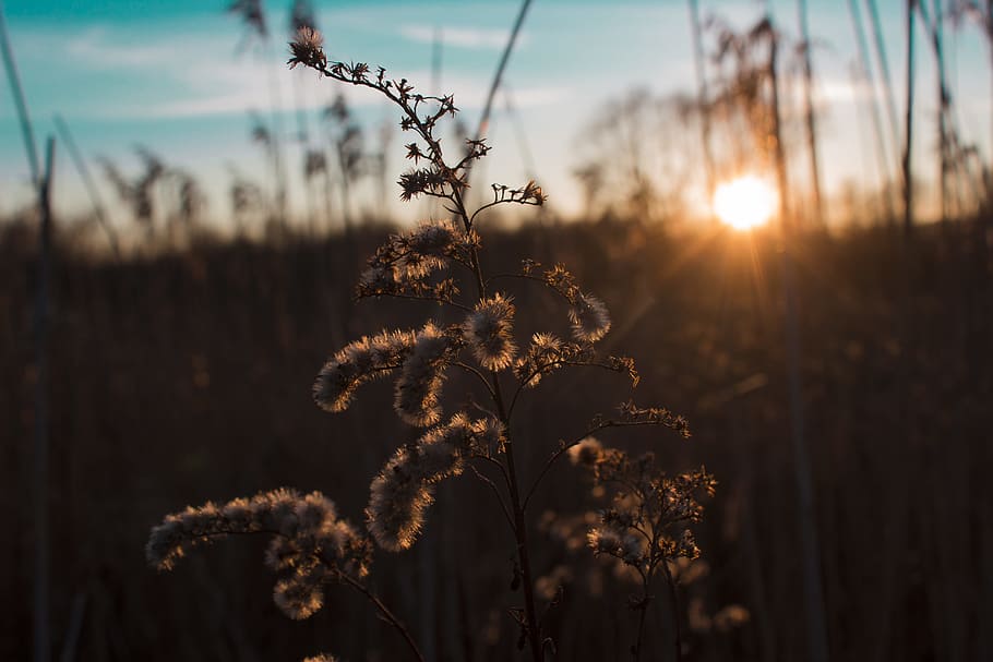 Shallow Focus Photography of Brown Flower, backlit, beautiful HD wallpaper