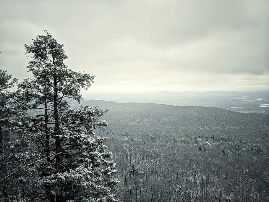state park, winter, trees, forest, mood, new york, upstate new york HD wallpaper