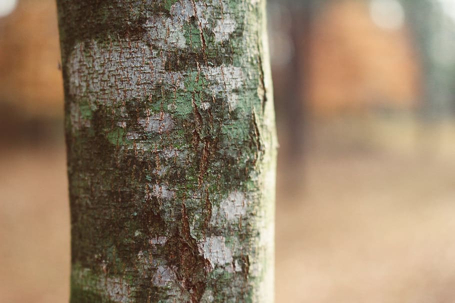trees, bark, wood, algae, moss, lichen, nature, tree trunk HD wallpaper