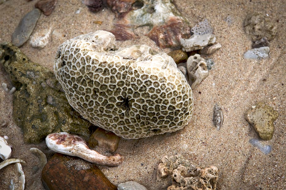 thailand, phe, ko samet, sea, nature, coral, beach, mussels HD wallpaper