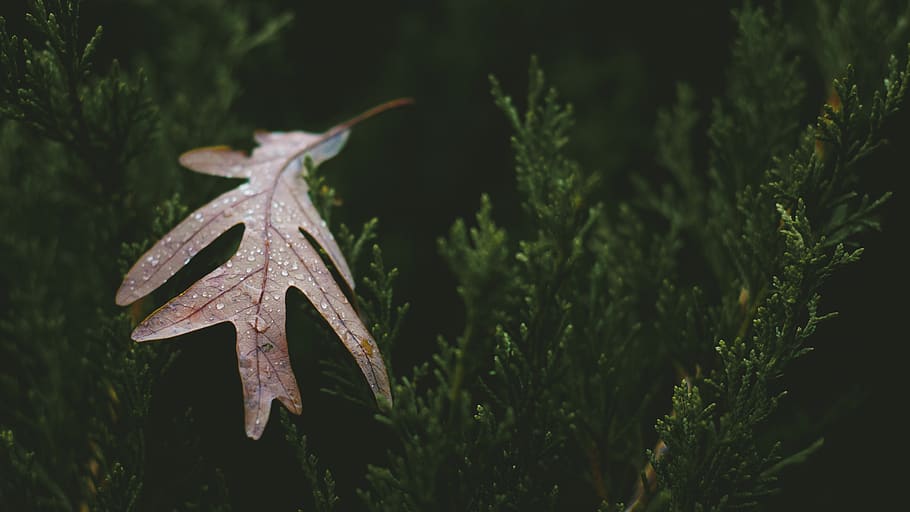 leaf, plant, tree, animal, insect, invertebrate, united states HD wallpaper