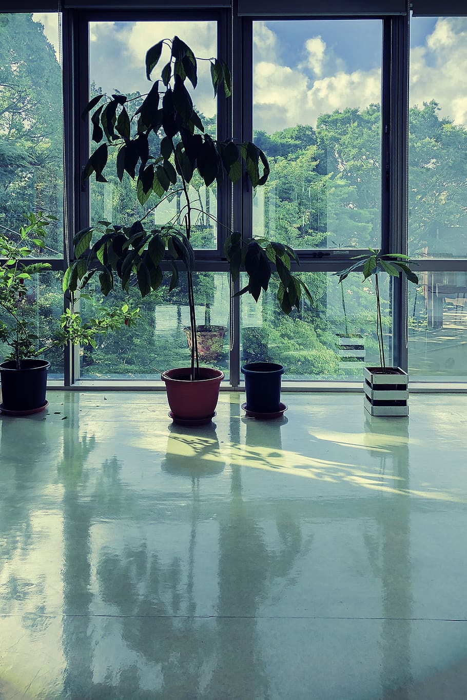 plants, avocado, pot, window, green, sky, cloud, room, floor HD wallpaper