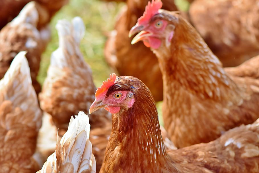 chicken, hen, poultry, laying hens, domestic chicken, range