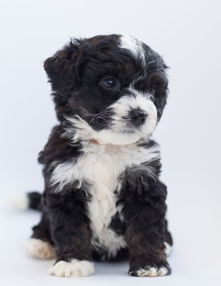White and Black Terrier, adorable, animal, bernedoodle, bernese mountain dog, HD wallpaper