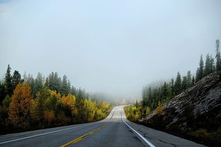 nature, landscape, trees, woods, forest, autumn, fall, fog HD wallpaper