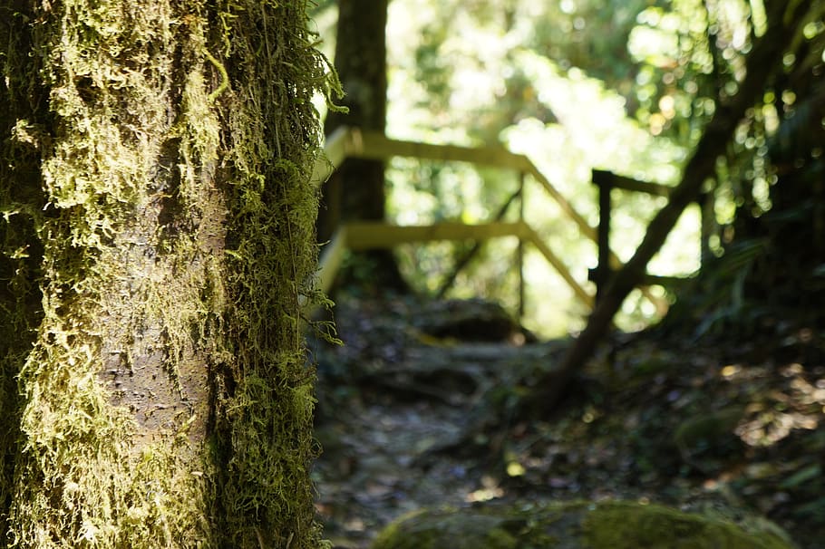 forest, tree, moss, trees, nature, plant, trunk, tree trunk HD wallpaper