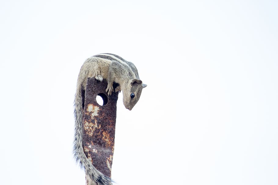 squirrel on brown metal part, animal themes, vertebrate, copy space HD wallpaper