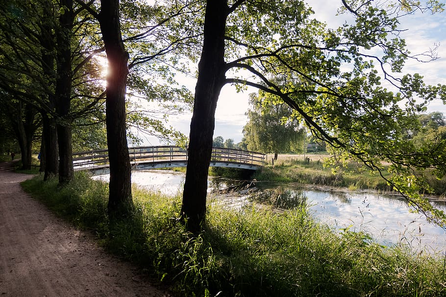 brown bridge over water, tree, plant, nature, tree trunk, land HD wallpaper