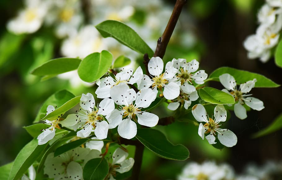 flowers, green, flowering plant, freshness, growth, fragility HD wallpaper