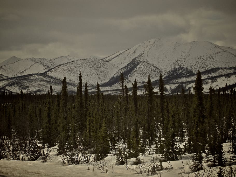alaska, mountains, snow, winter, cold temperature, tree, scenics - nature HD wallpaper