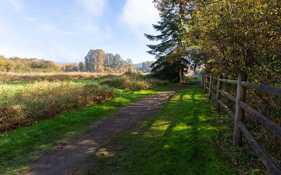 green grass pathway, plant, tree, landscape, tranquil scene, road HD wallpaper