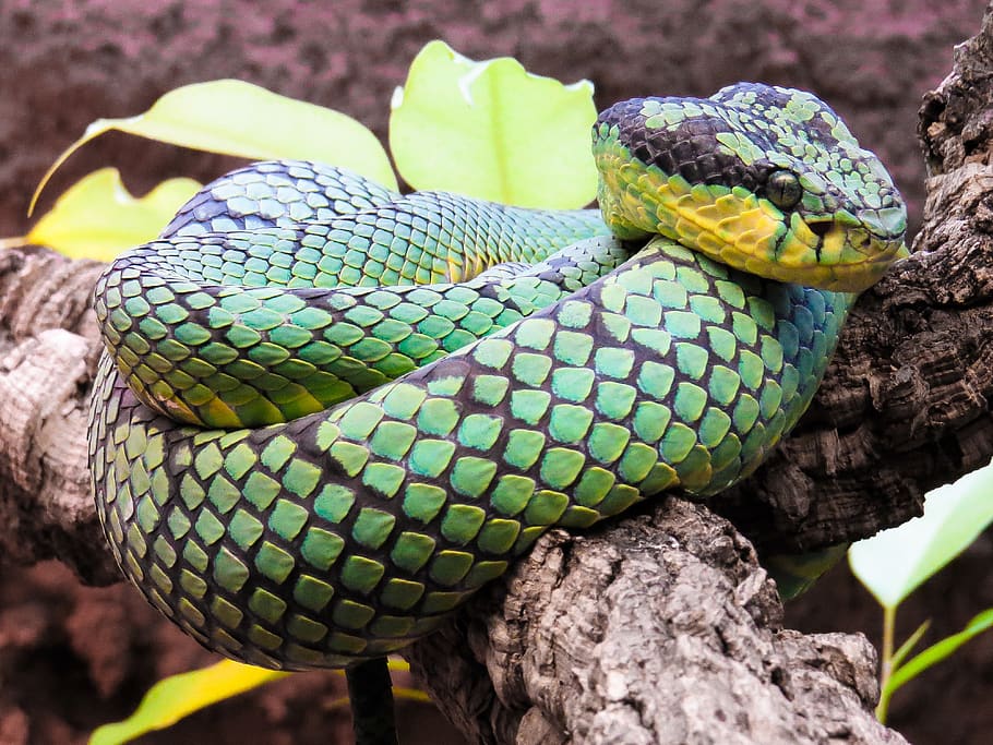 animal, snake, python, green, constrictor, scale, head, lurking HD wallpaper