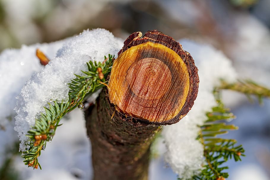 tree, winter, snow, log, wet, nature, cold, branch, construction pole HD wallpaper