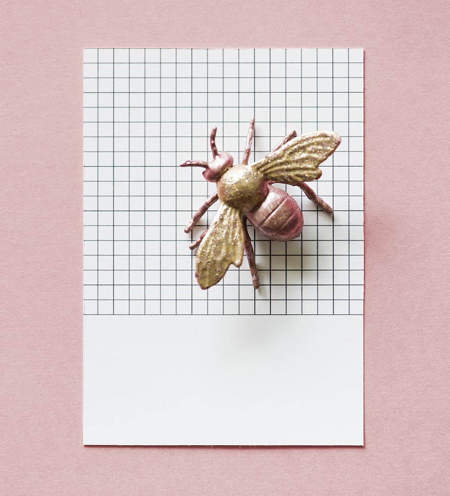 Toy Fly On White Graphing Paper, bug, insect, indoors, no people HD wallpaper