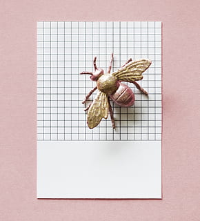 paper, abstract, bug, card, colorful, concept, creative, decoration HD wallpaper