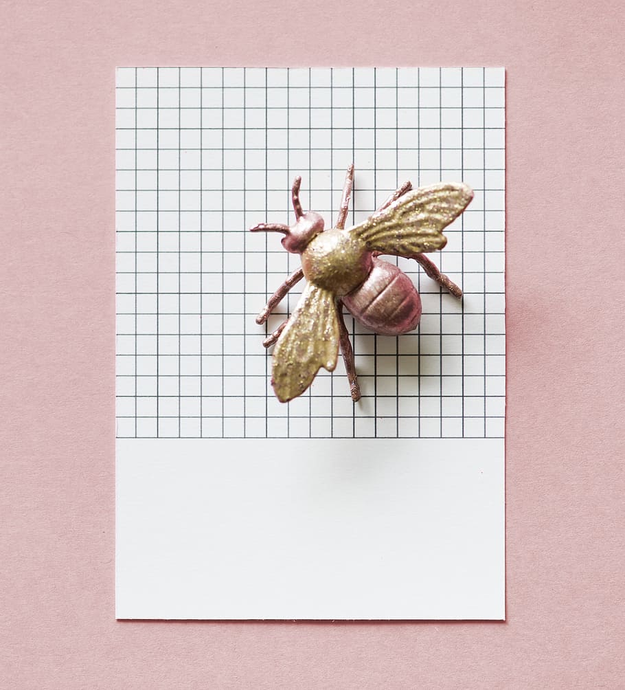 paper, abstract, bug, card, colorful, concept, creative, decoration