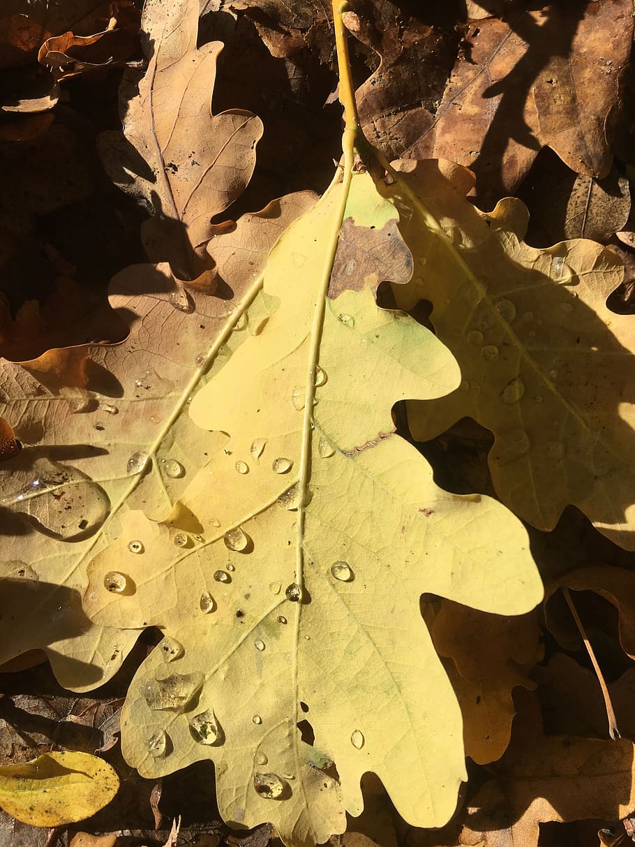 autumn, leaf, dry, yellow, drip, close up, plant part, nature HD wallpaper