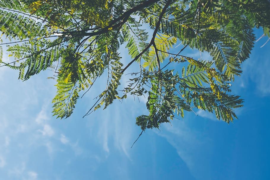 tree, sky, backlit, blue, nature, blue sky, blue sky clouds HD wallpaper