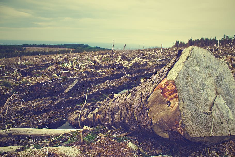 deforestation, trees, logs, bark, dirt, soil, fields, country HD wallpaper
