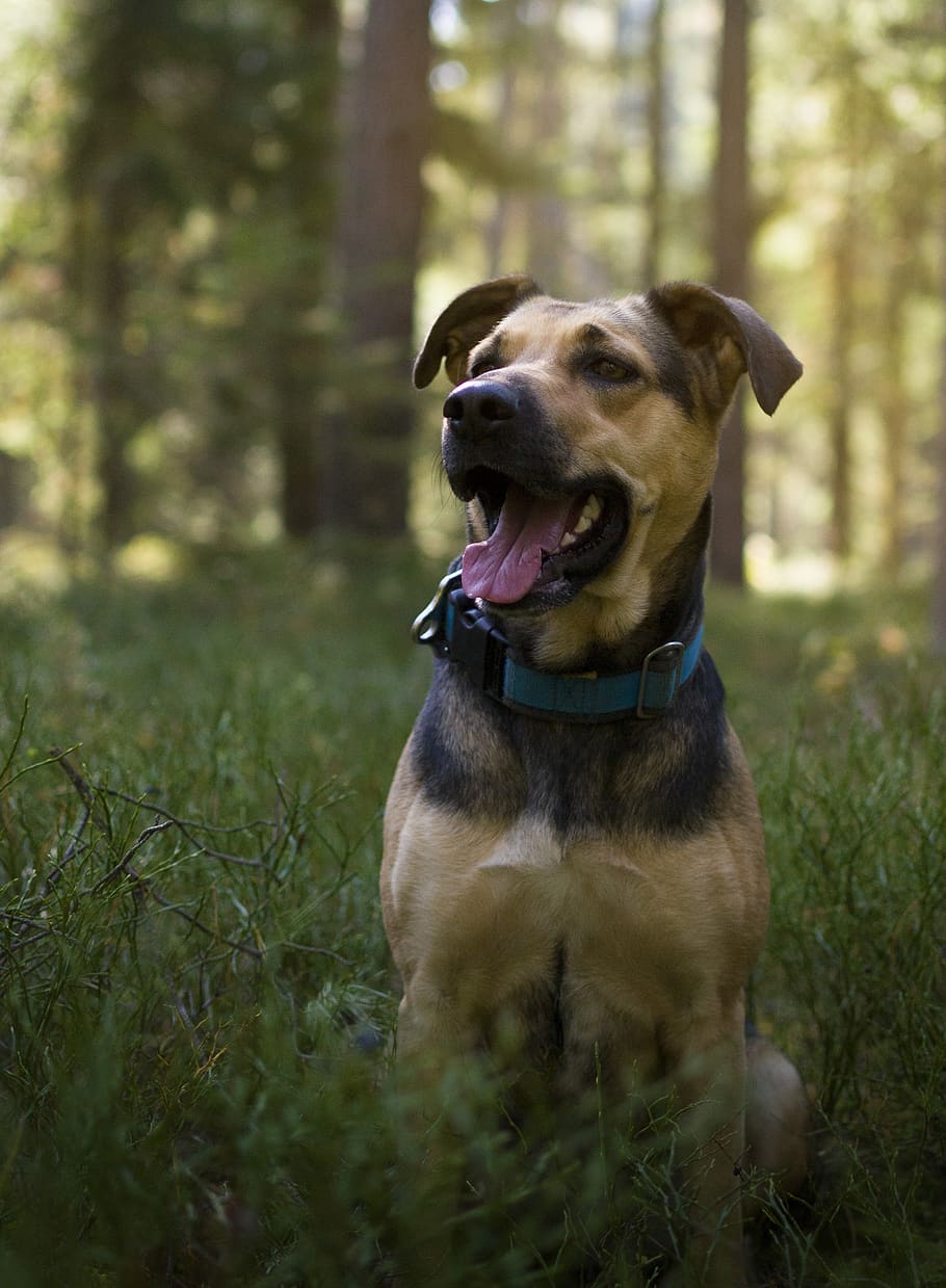 forest, nature, trees, landscape, green, autumn, foliage, dog HD wallpaper
