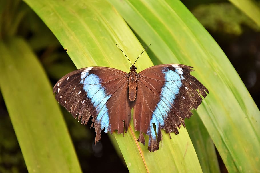 butterfly, insect, wing, nature, close up, flying, flight insect HD wallpaper
