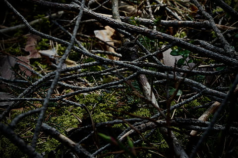moss, forest, aesthetic, branches, wilderness, forest floor HD wallpaper