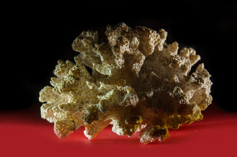 coral, dark, red, black, sea, ocean, studio shot, indoors, black background HD wallpaper