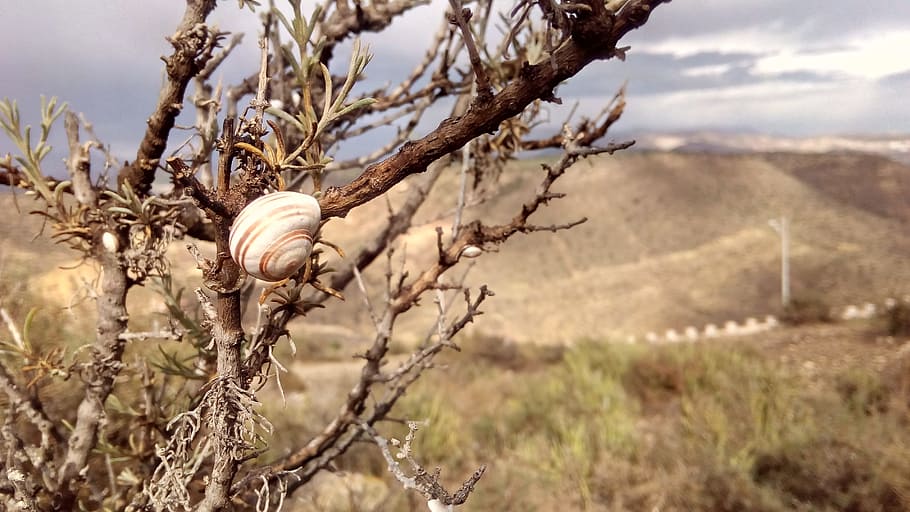 Brown Snail on Brown Bare Tree, countryside, dry, environment HD wallpaper