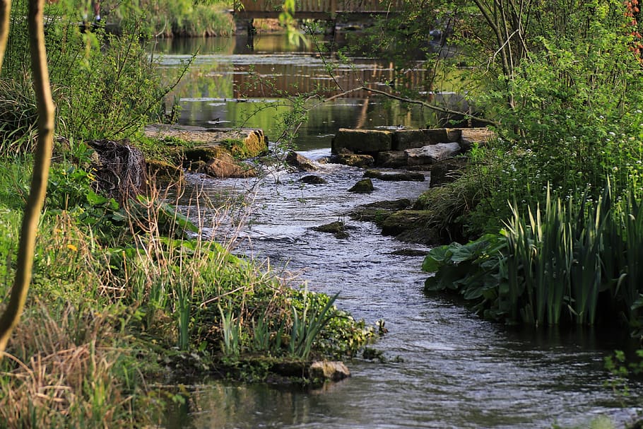 nature, water, bach, idyll, plant, no people, tree, day, green color HD wallpaper