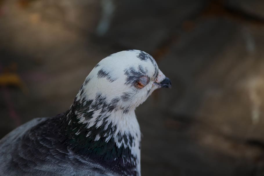 black and white bird, pigeon, animal, dove, liège, belgium, eye HD wallpaper