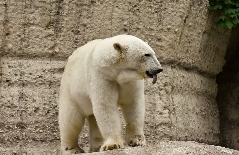 polar bear, predator, fur, beautiful, dangerous, animal world HD wallpaper
