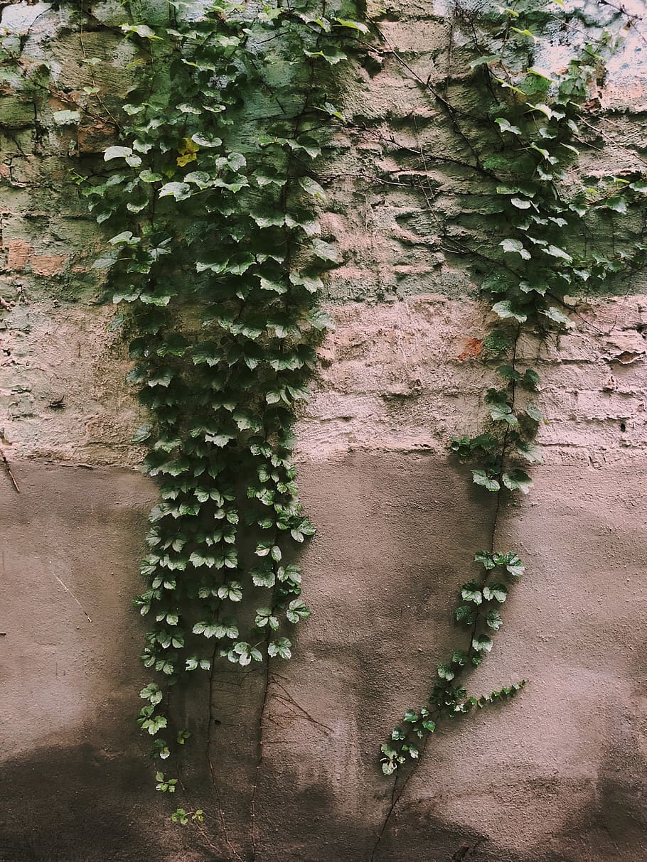 vibes, summer, plant, growth, green color, day, nature, no people HD wallpaper