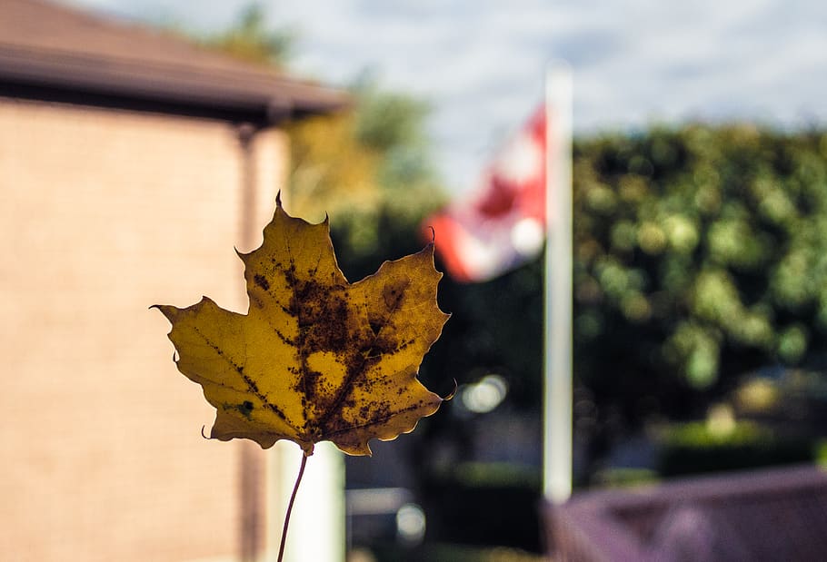 canada, peterborough, autumn, leaf, plant part, focus on foreground HD wallpaper