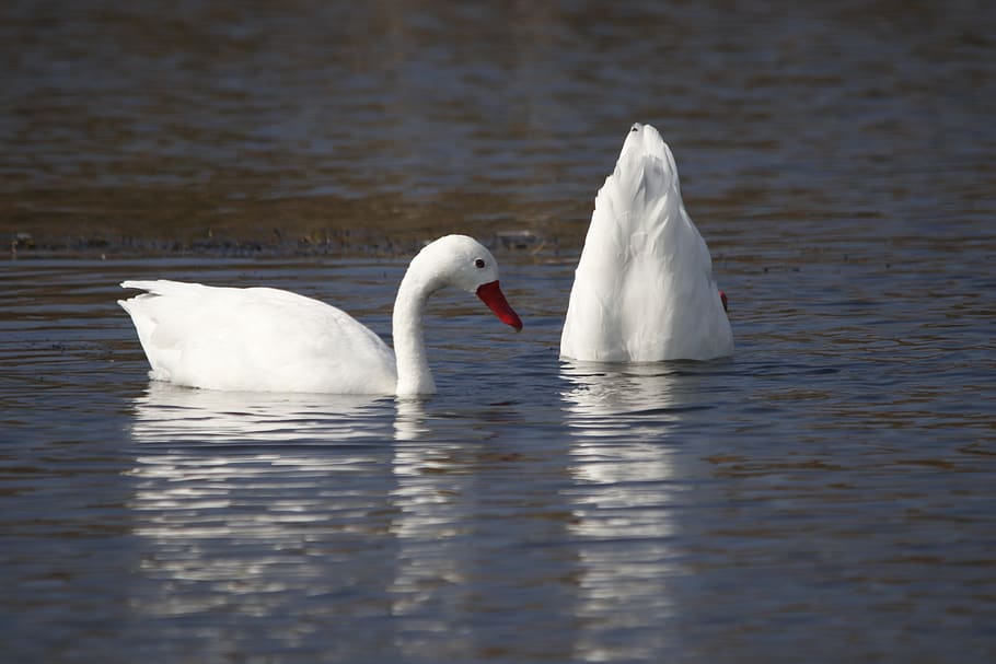swan, nature, lake, birds, animals, white, soft, wallpaper HD wallpaper