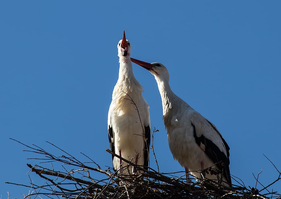 stork, storks, bird, birds, animal, animal world, nature, plumage HD wallpaper