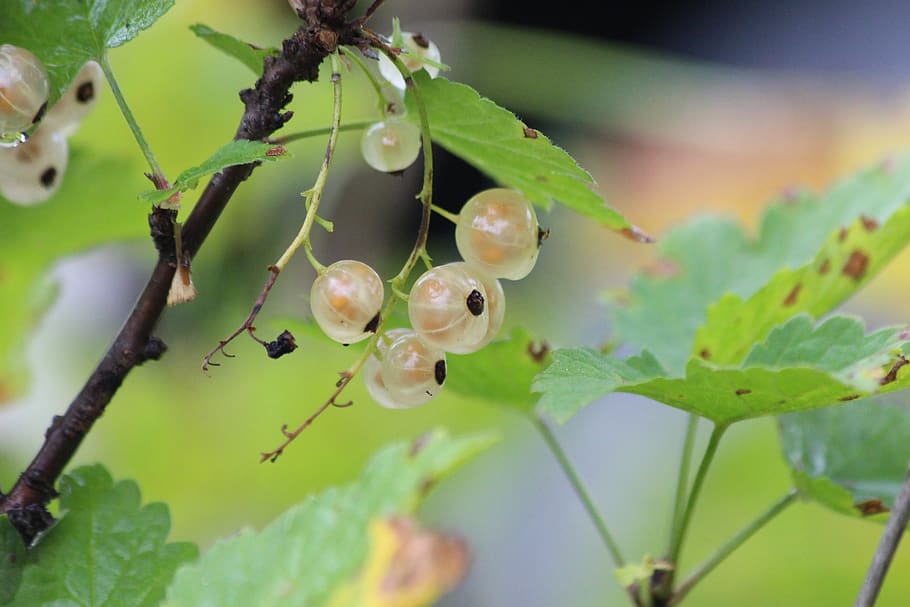 currant, berry, nature, sheet, food, white, white berry, white currants HD wallpaper