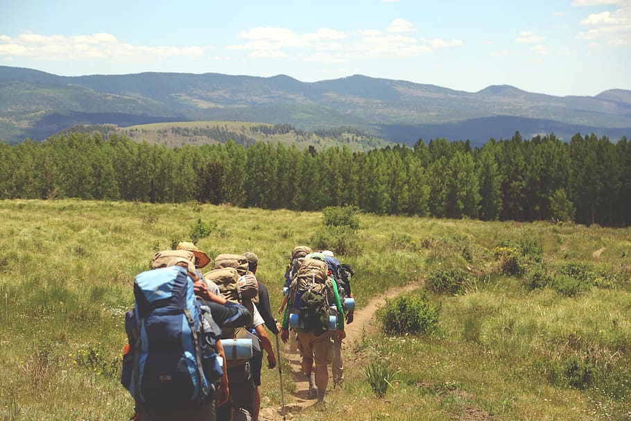 tree, nature, wilderness, walking, mountain, hiking, trail HD wallpaper