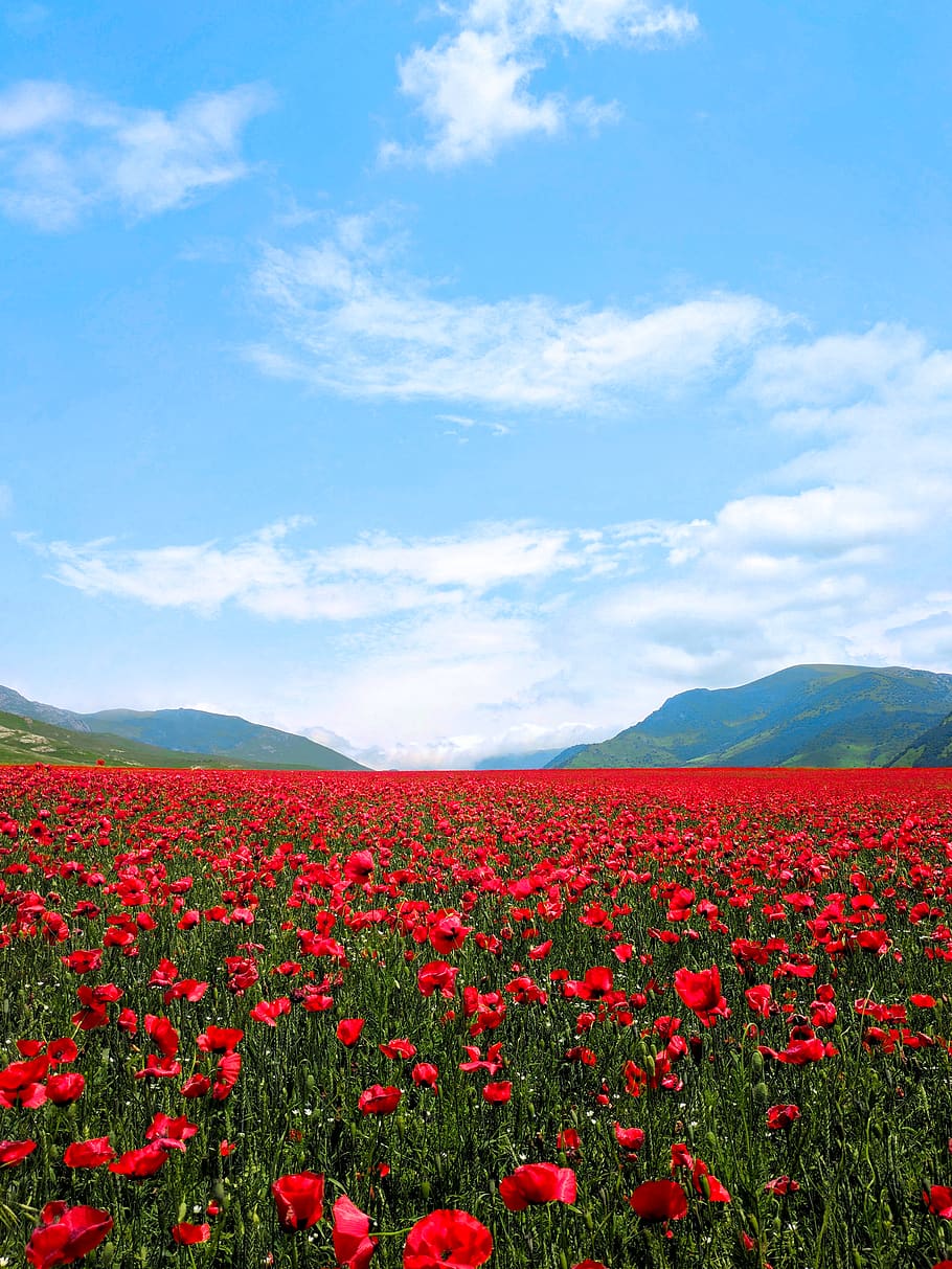 red flower field, flowering plant, beauty in nature, sky, cloud - sky HD wallpaper