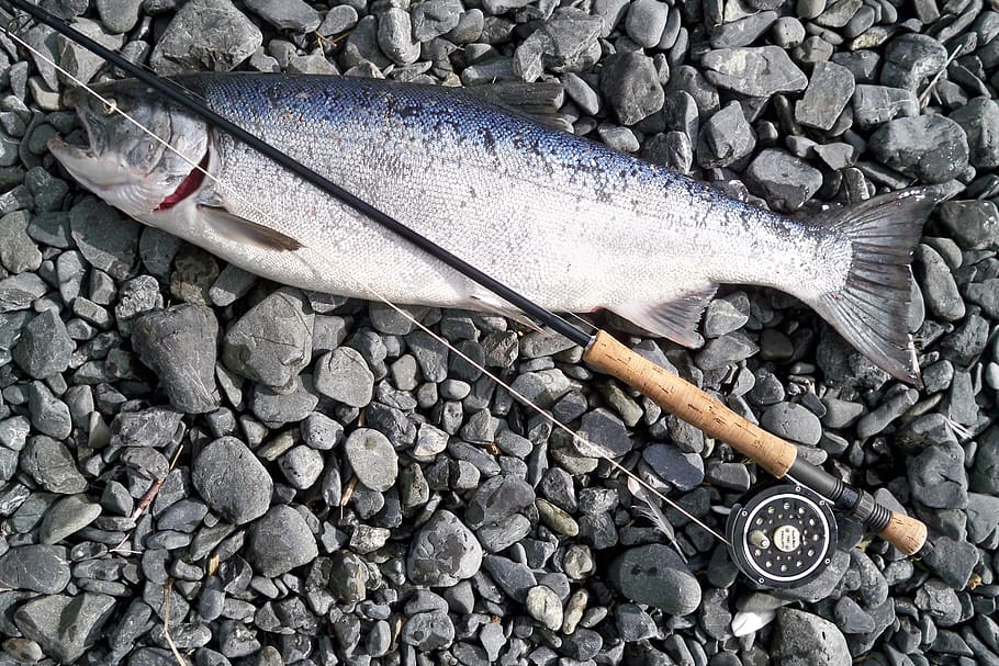 Photo of Gray Fish Caught by Fishing Rod, bait, catch, coho salmon HD wallpaper