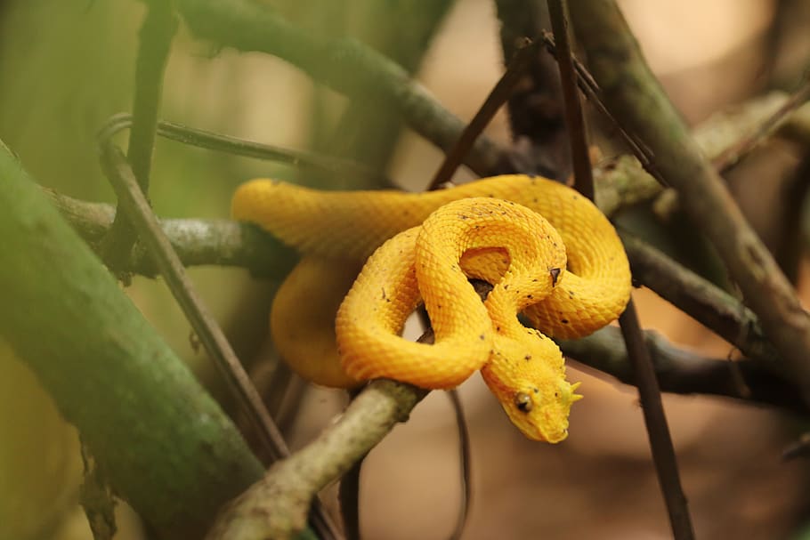 eyelash pit viper, venomous snake, costa rica, dangerous, toxic, HD wallpaper
