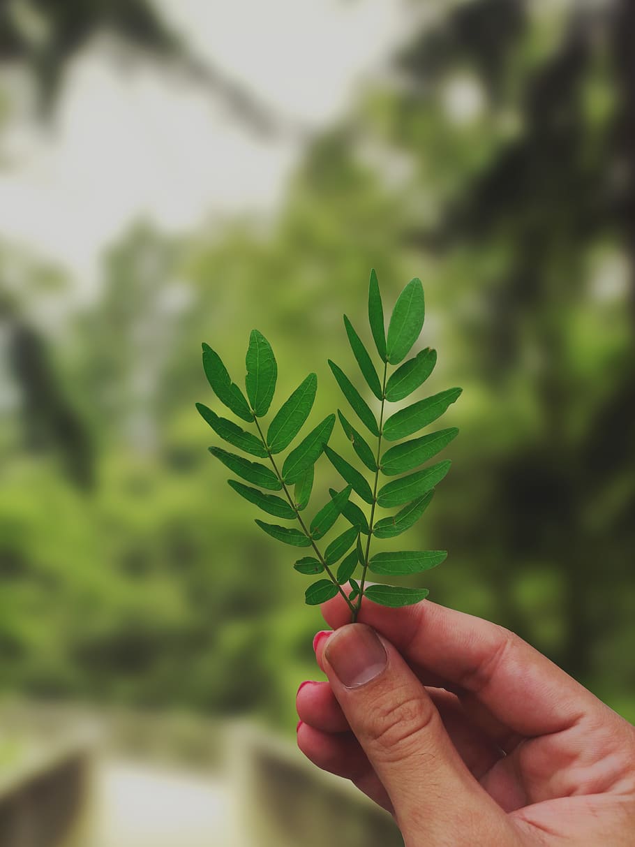 Shallow Focus Photography of Green Leaves, blurred background HD wallpaper