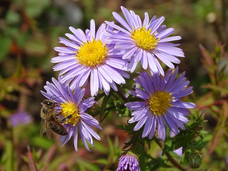 aster, aster amellus, bee, flower, garden, nature, fall, flowering plant HD wallpaper