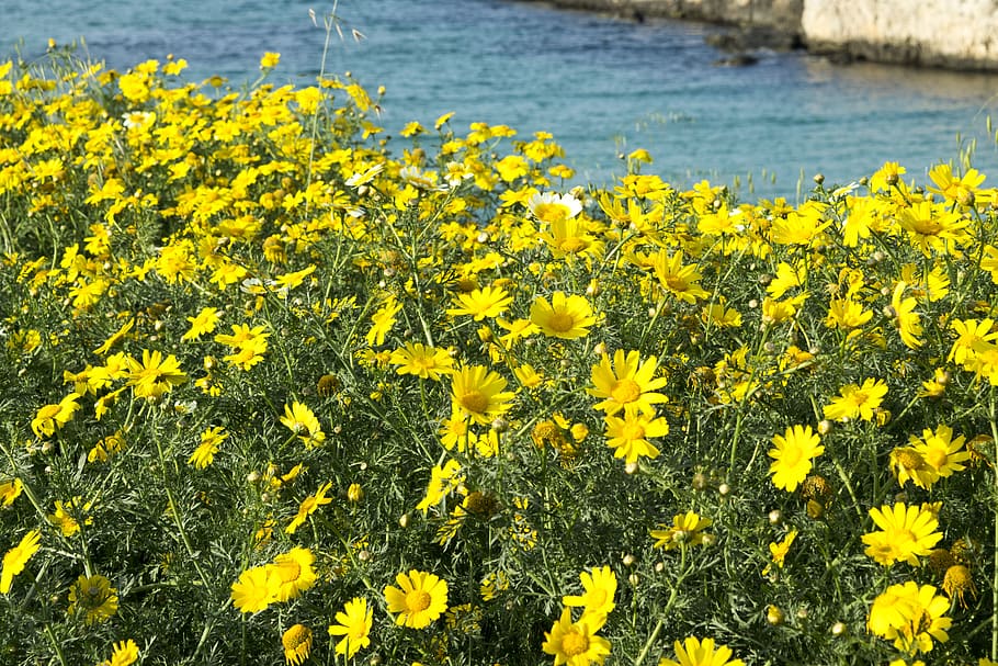 italy, monopoli, yellow, flower, flowering plant, growth, beauty in nature HD wallpaper