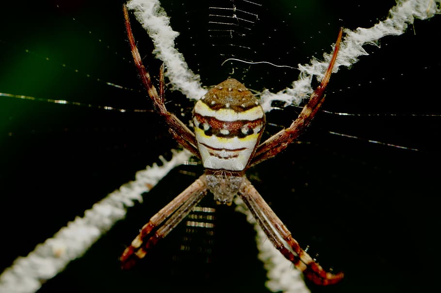 australia, sydney, close-up, one animal, insect, invertebrate HD wallpaper