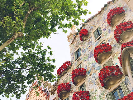 spain, barcelona, casa batlló, tree, building exterior, plant HD wallpaper