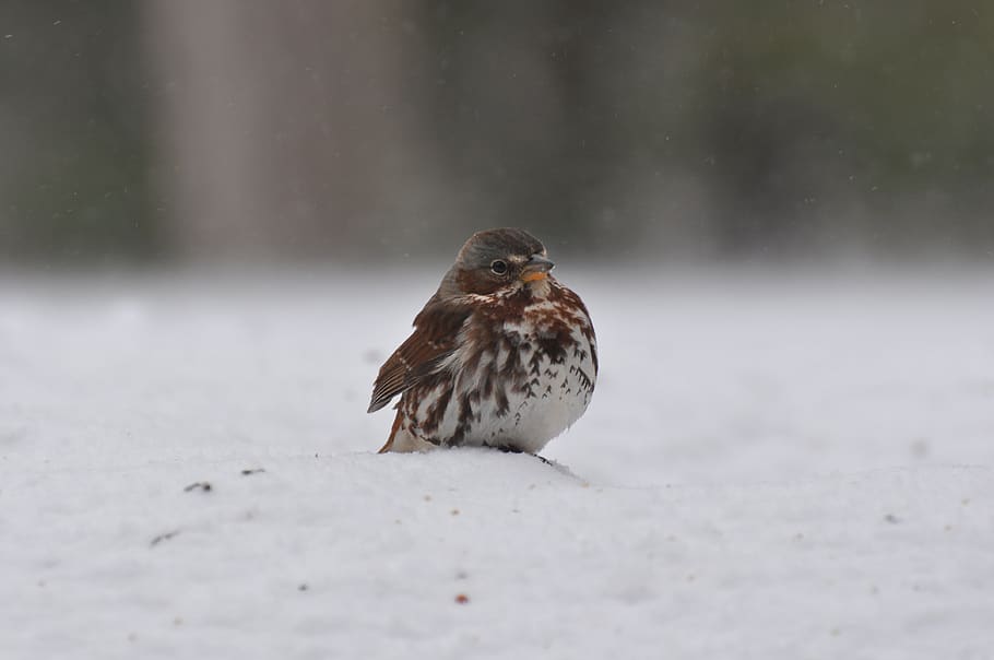 sparrow, winter, fox sparrow, cold, bird, bird in snow, animal wildlife HD wallpaper
